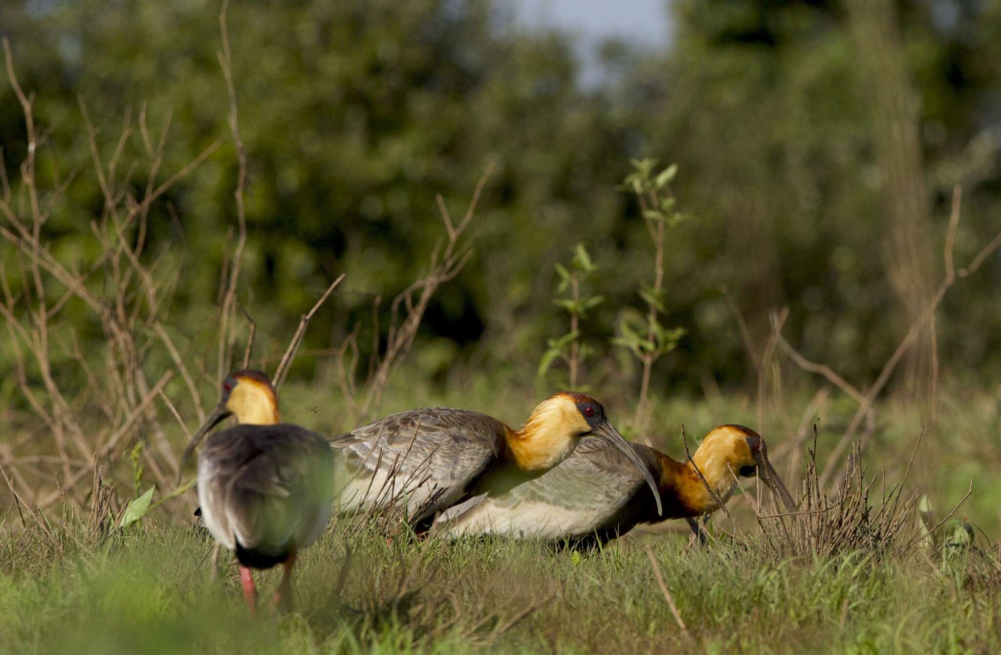 Image of Buff-necked Ibis