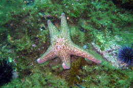 Image of Giant Pink Sea Star