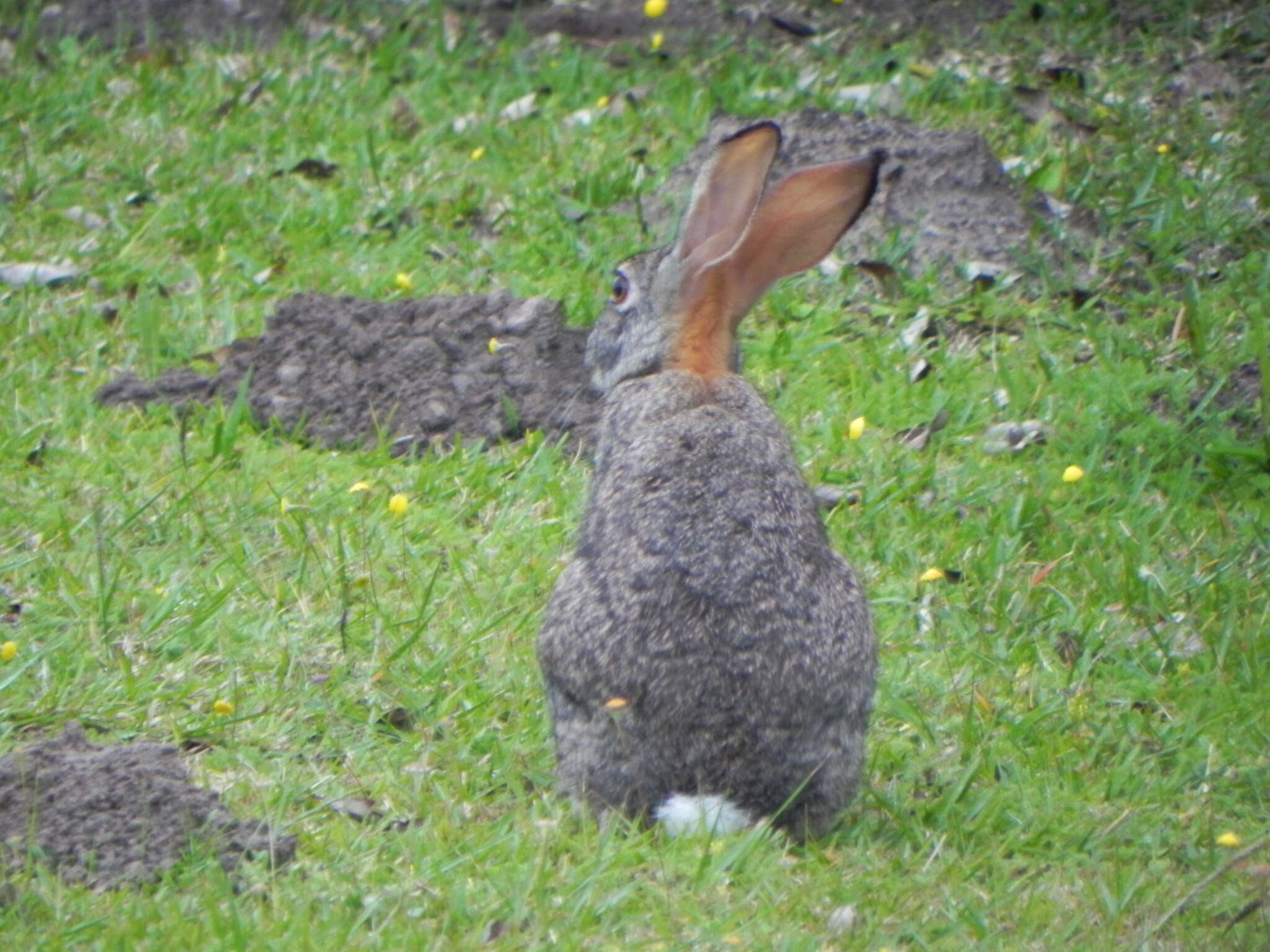 Image of Lepus saxatilis F. Cuvier 1823