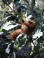 Image of Oak-leaved Banksia