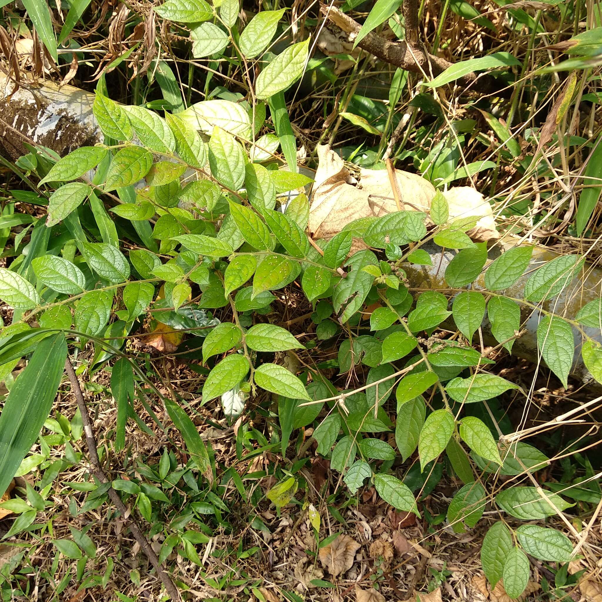 Image of Phyllanthus eriocarpus (Champ. ex Benth.) Müll. Arg.