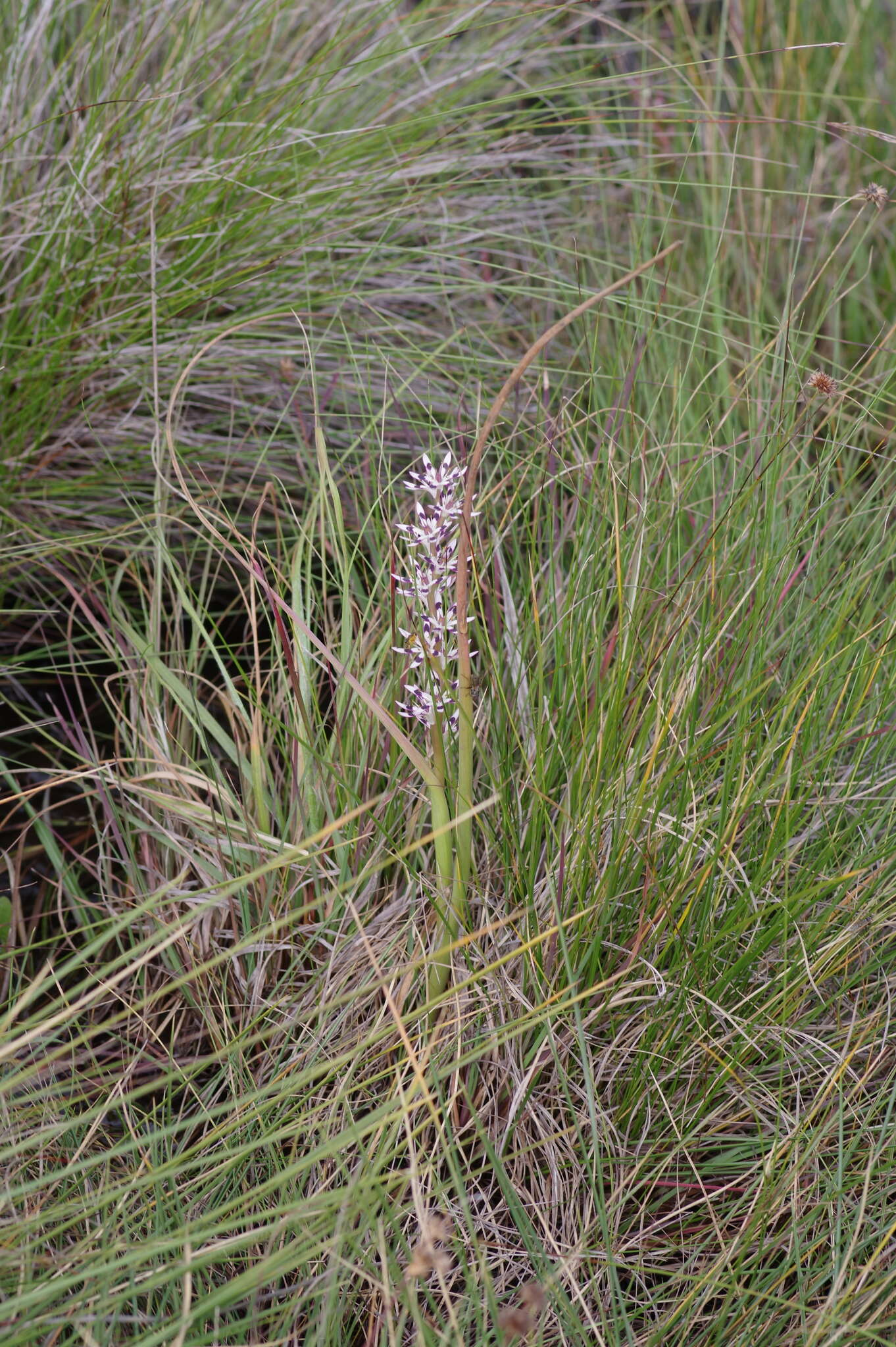 Image of Wurmbea elatior B. Nord.