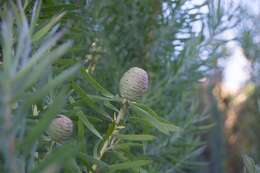 Plancia ëd Leucadendron salicifolium (Salisb.) I. Williams