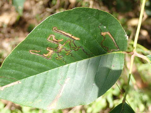 Image of Stigmella rhoifoliella (Braun 1912) Newton et al. 1982