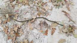 صورة Thamnophis proximus proximus (Say ex James 1823)