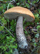 Image of Leccinum versipelle (Fr. & Hök) Snell 1944