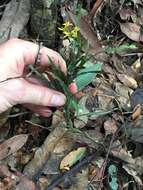 Image of Grass orchids