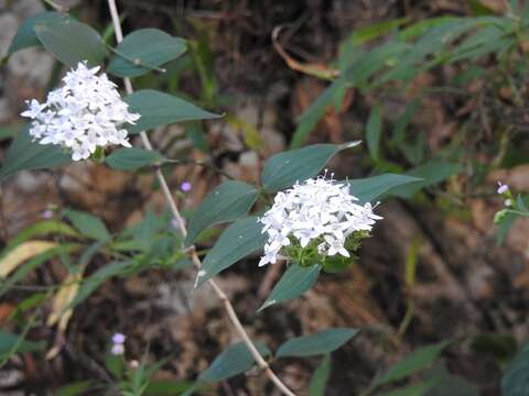 Image of Bouvardia quinquenervata Standl.