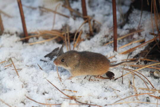 Image of harvest mouse