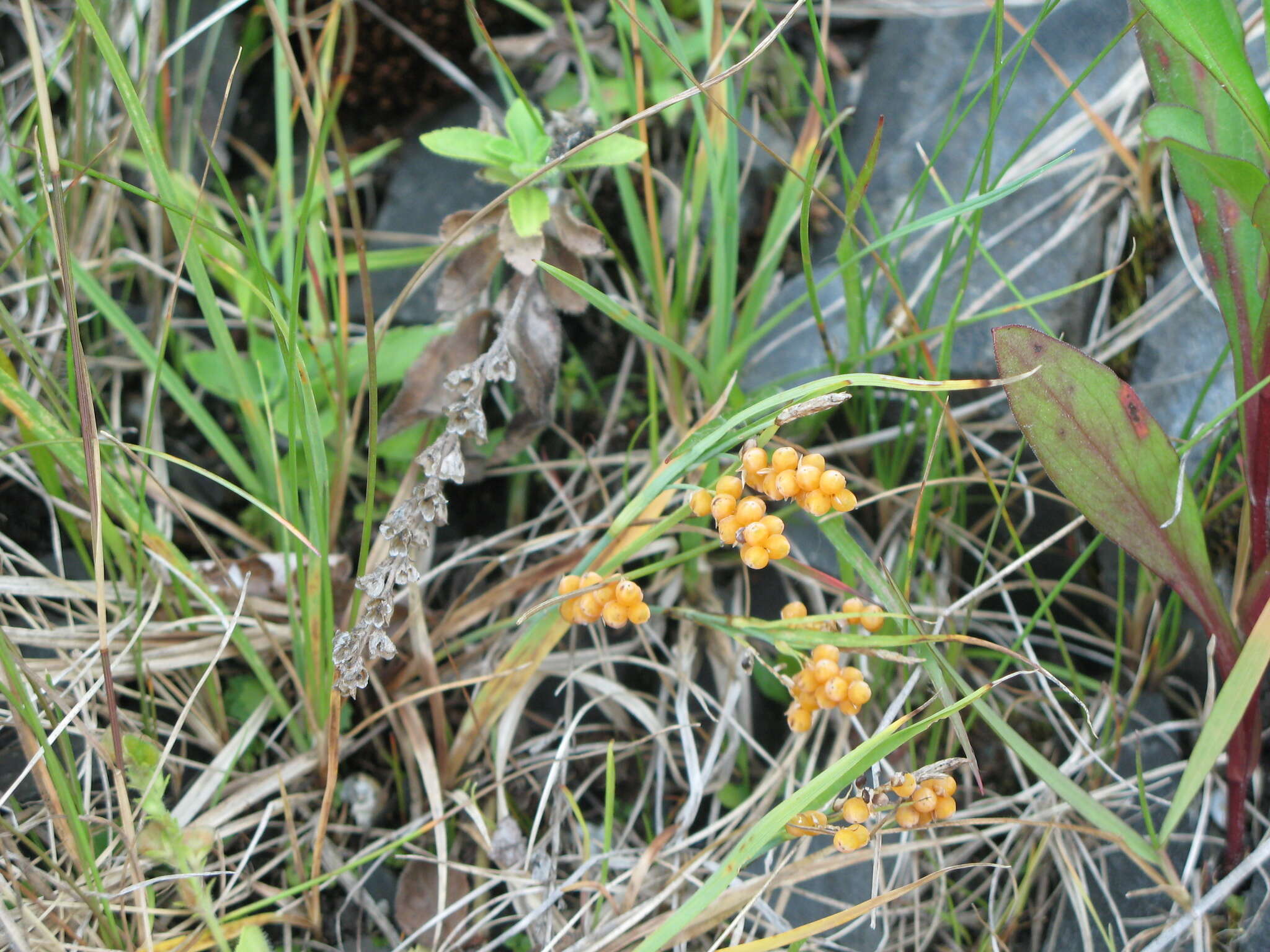 Image of golden sedge