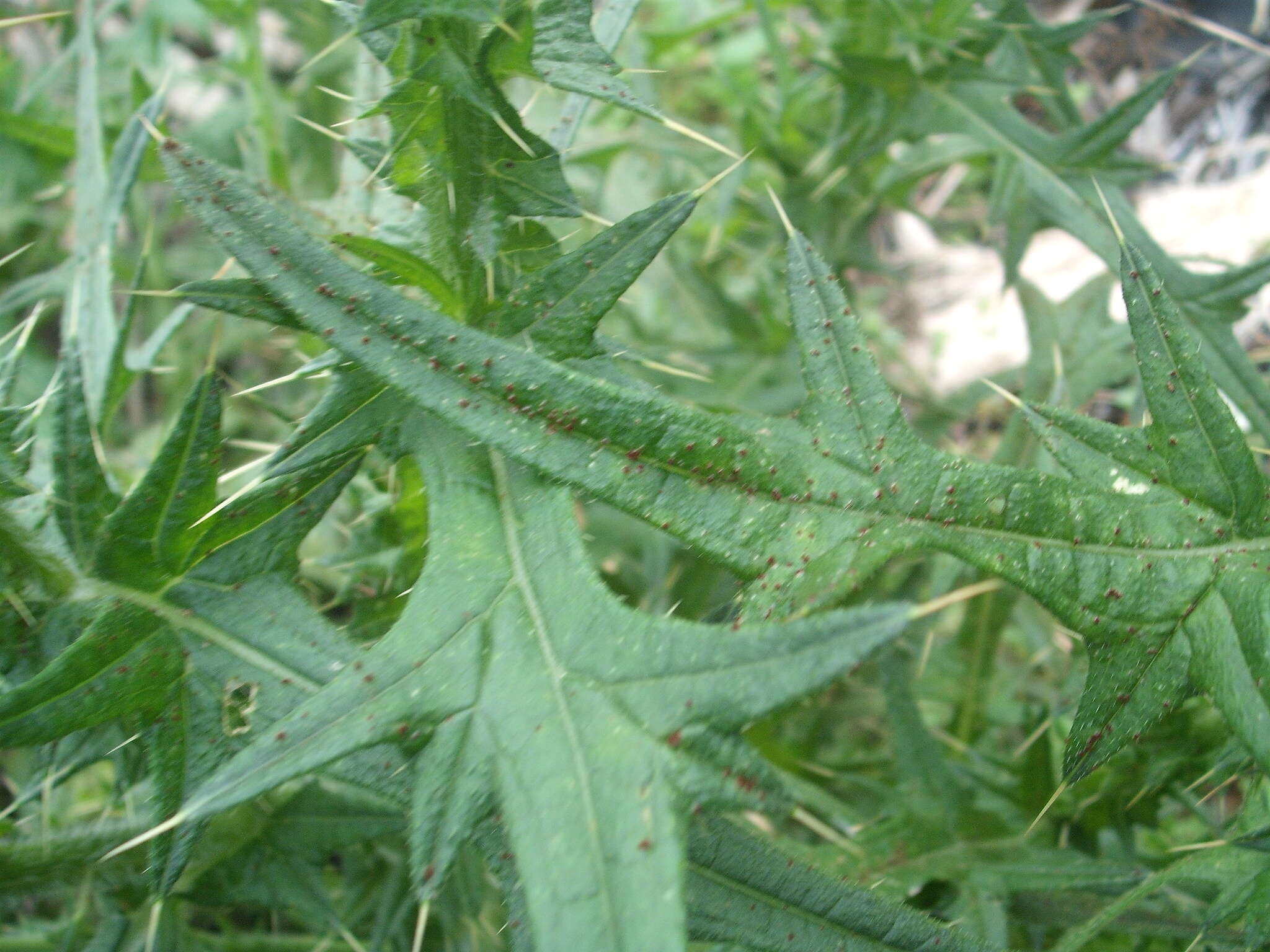 Sivun Puccinia cnici H. Mart. 1817 kuva