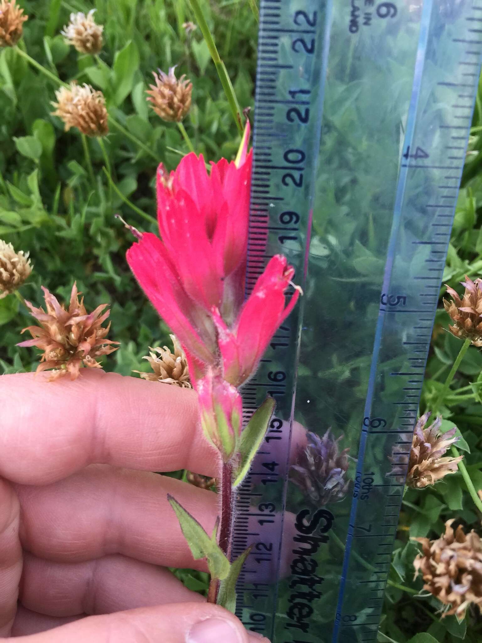 Image of Henry Indian paintbrush