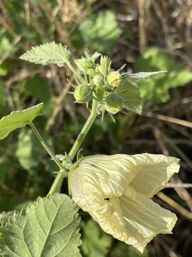 Hibiscus vitifolius L.的圖片