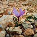 Image of Crocus cartwrightianus Herb.