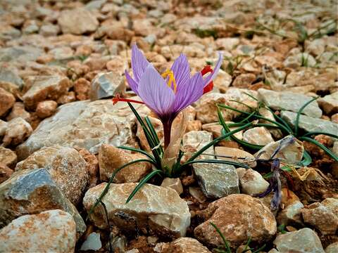 صورة Crocus cartwrightianus Herb.