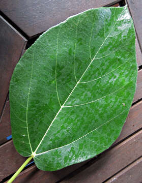 Image of Ficus fulva Reinw. ex Bl.