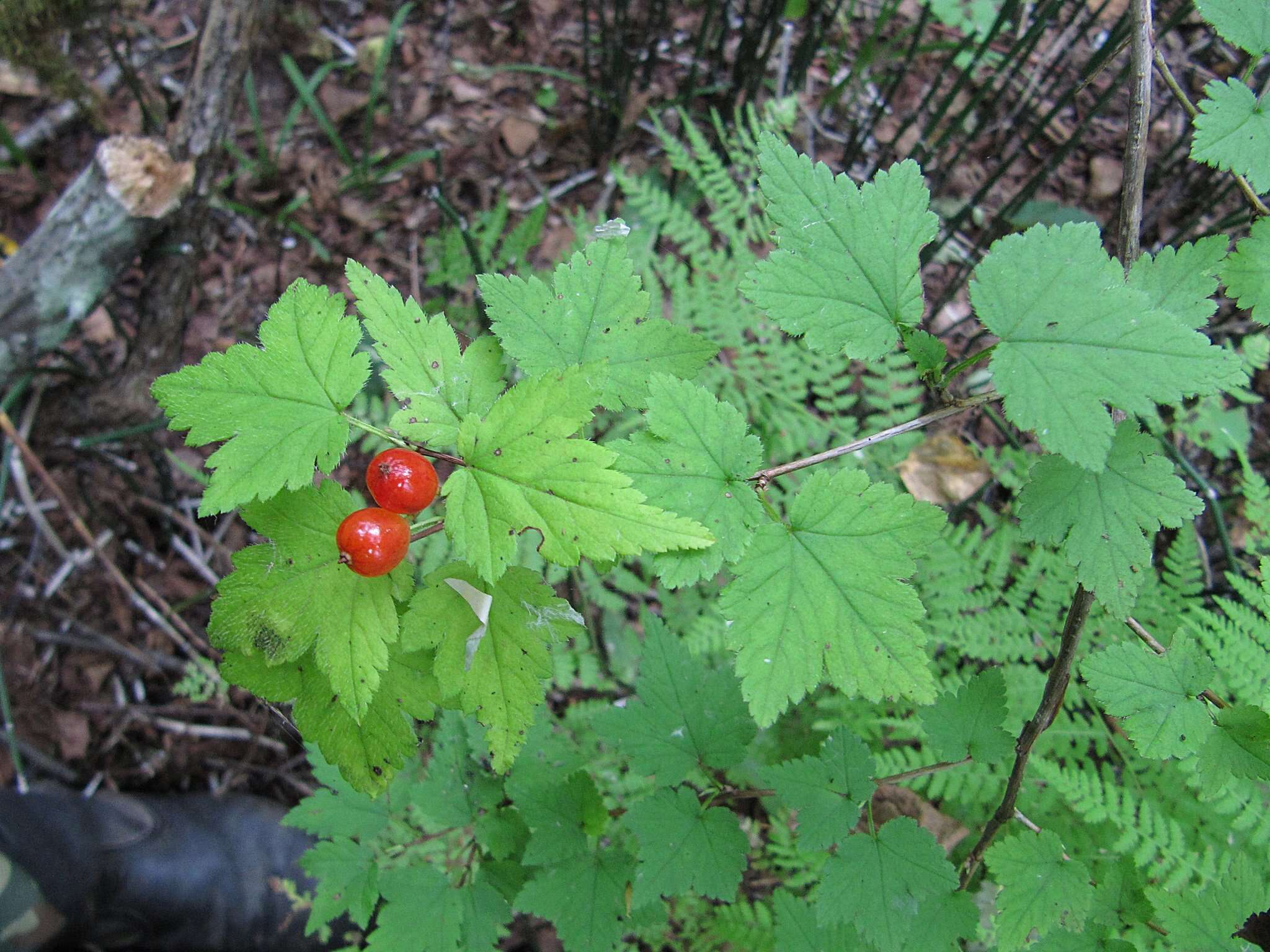 Image of Ribes maximoviczianum Kom.