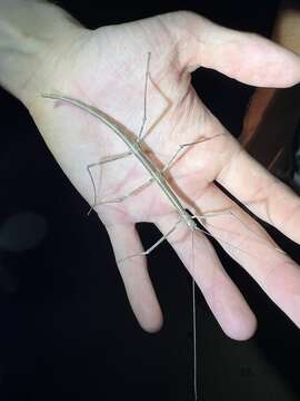 Image of Arizona Walkingstick