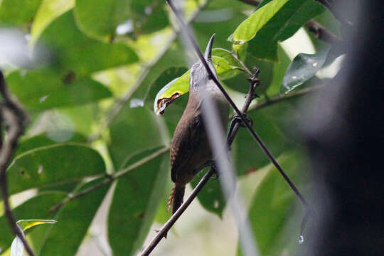 Image of Buff-breasted Wren