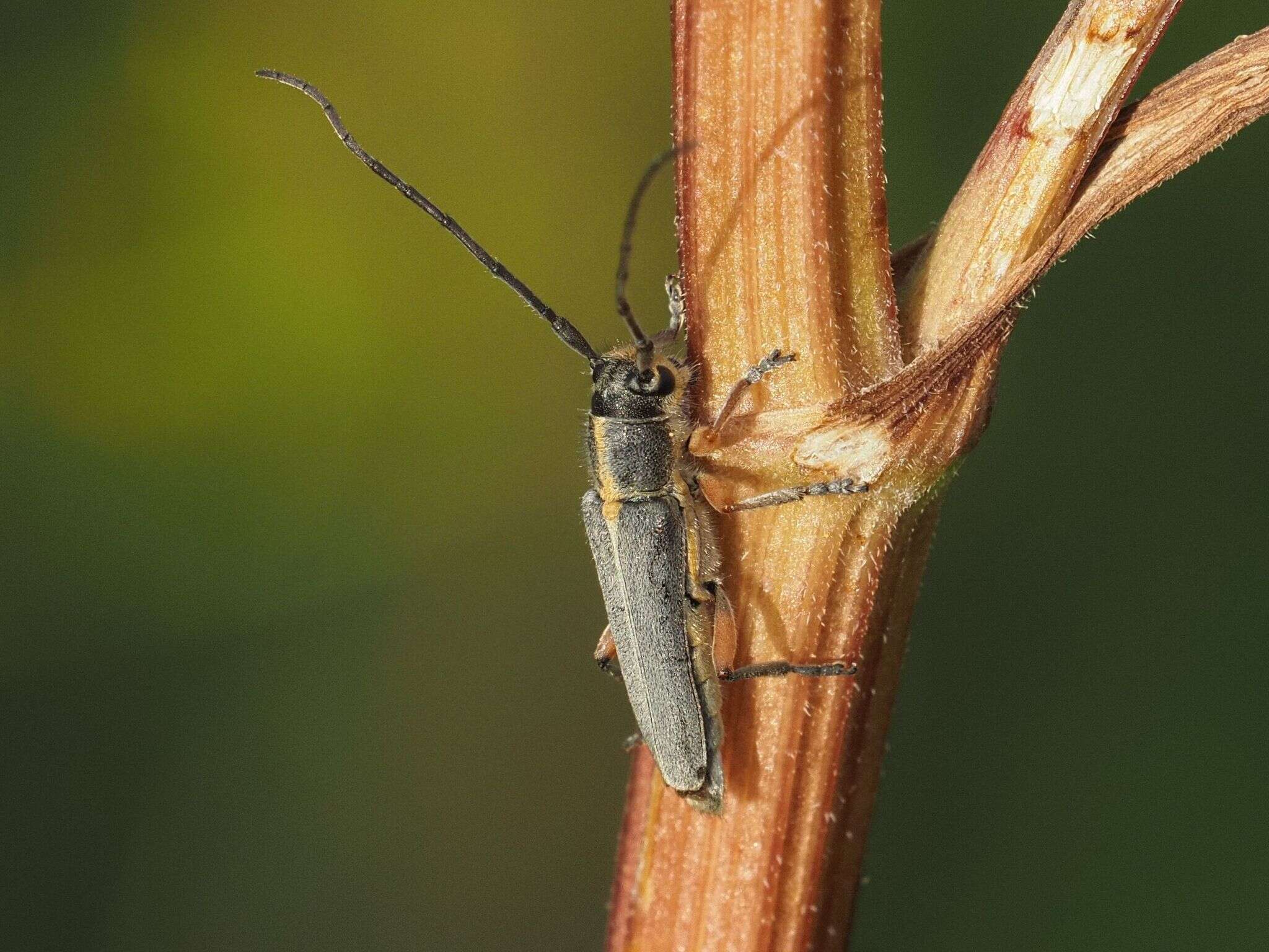 Слика од Phytoecia icterica (Schaller 1783)