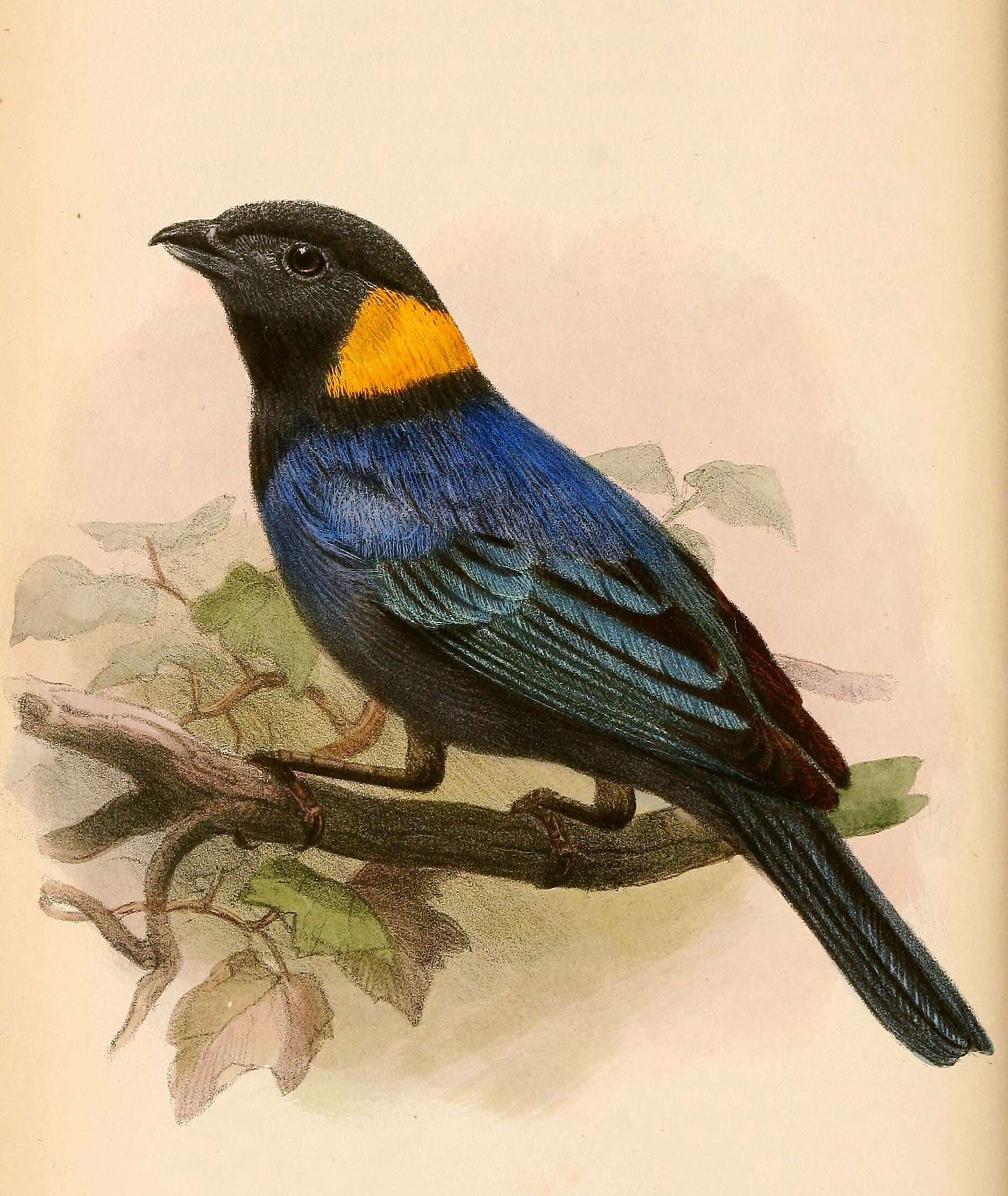 Image of Yellow-scarfed Tanager