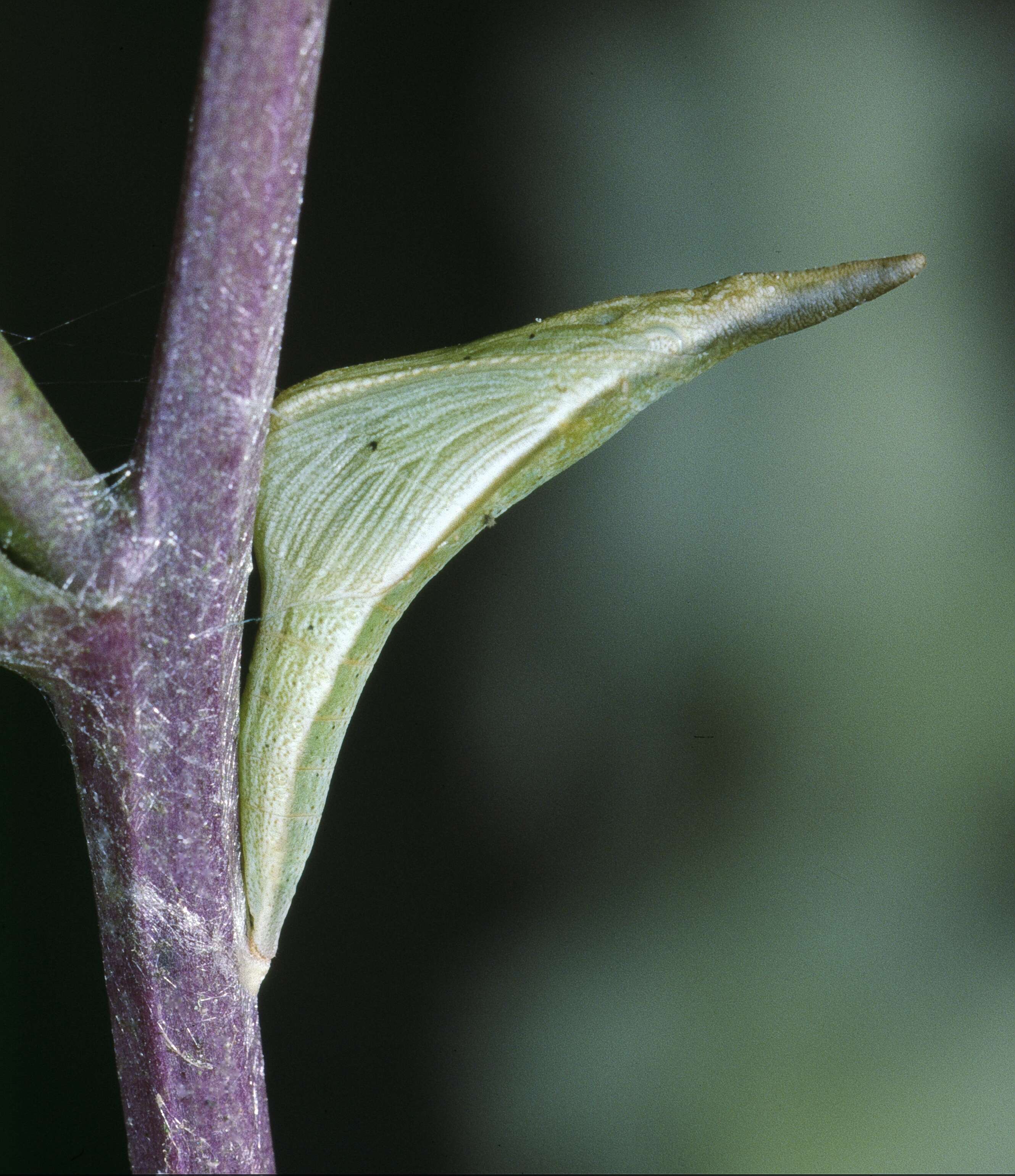 Image of orange tip