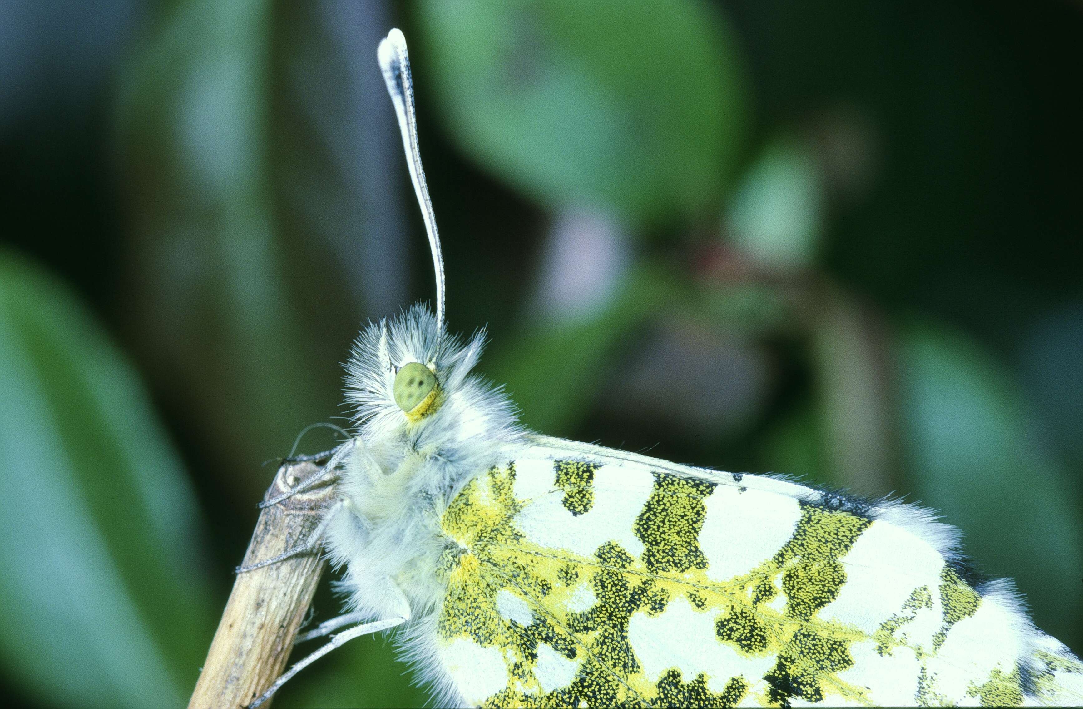 Image of orange tip