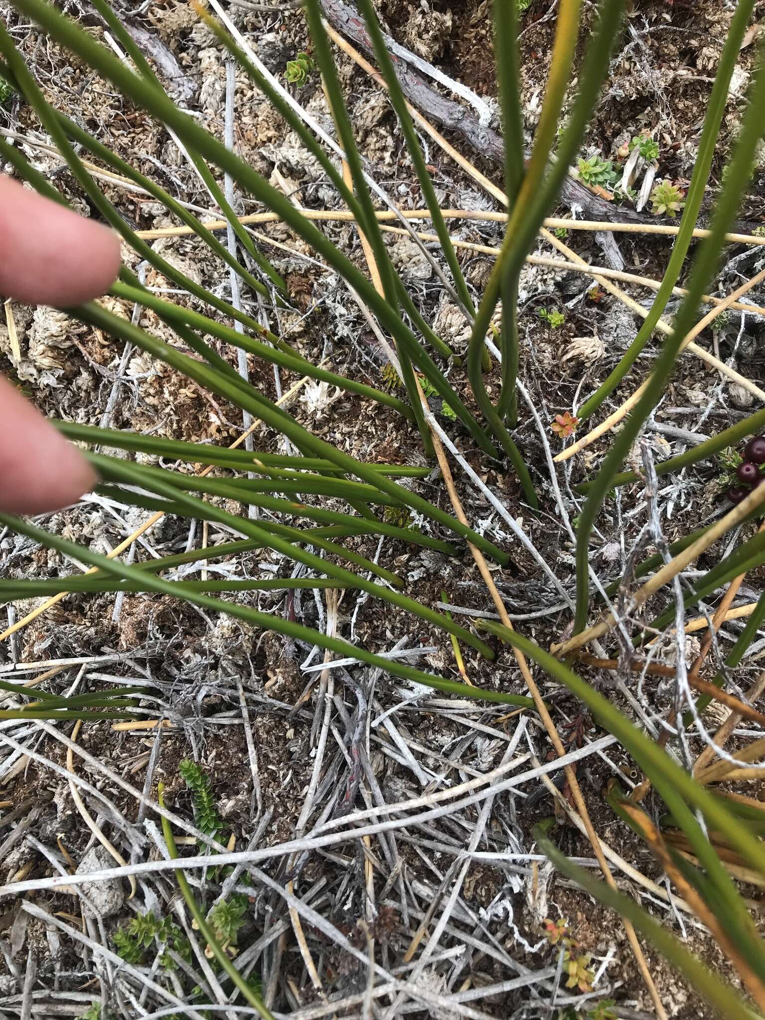 Marsippospermum grandiflorum (L. fil.) Hook. fil. resmi