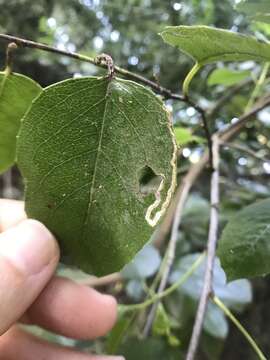 Image of Stigmella braunella (Jones 1933) Wilkinson et al. 1979