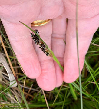 Juncus squarrosus L. resmi