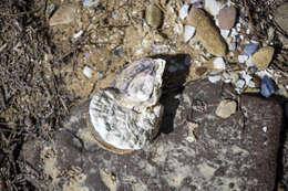 Image of Angasi oyster