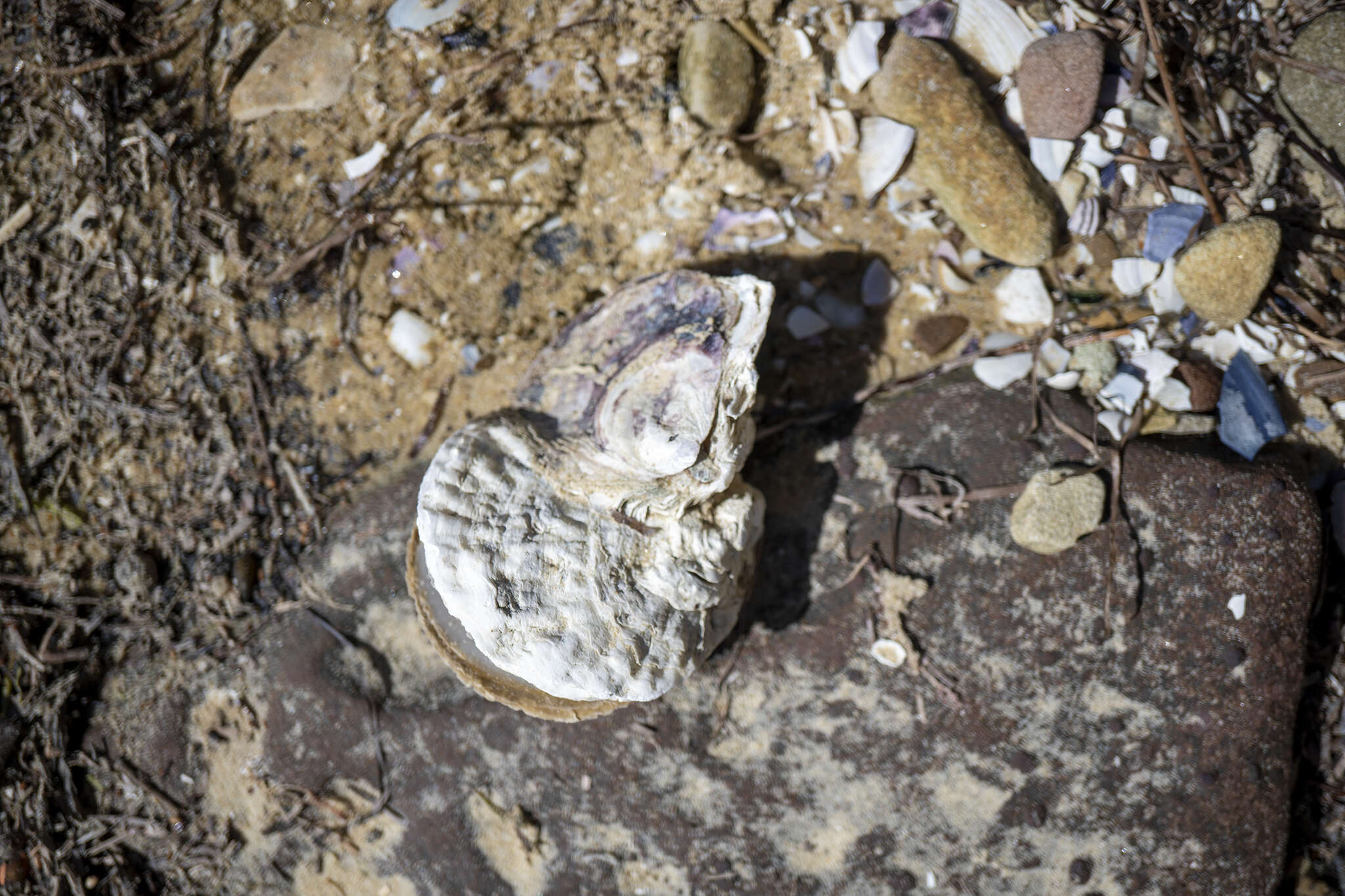 Image of Angasi oyster