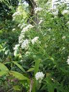 Image of Eupatorium japonicum Thunb.