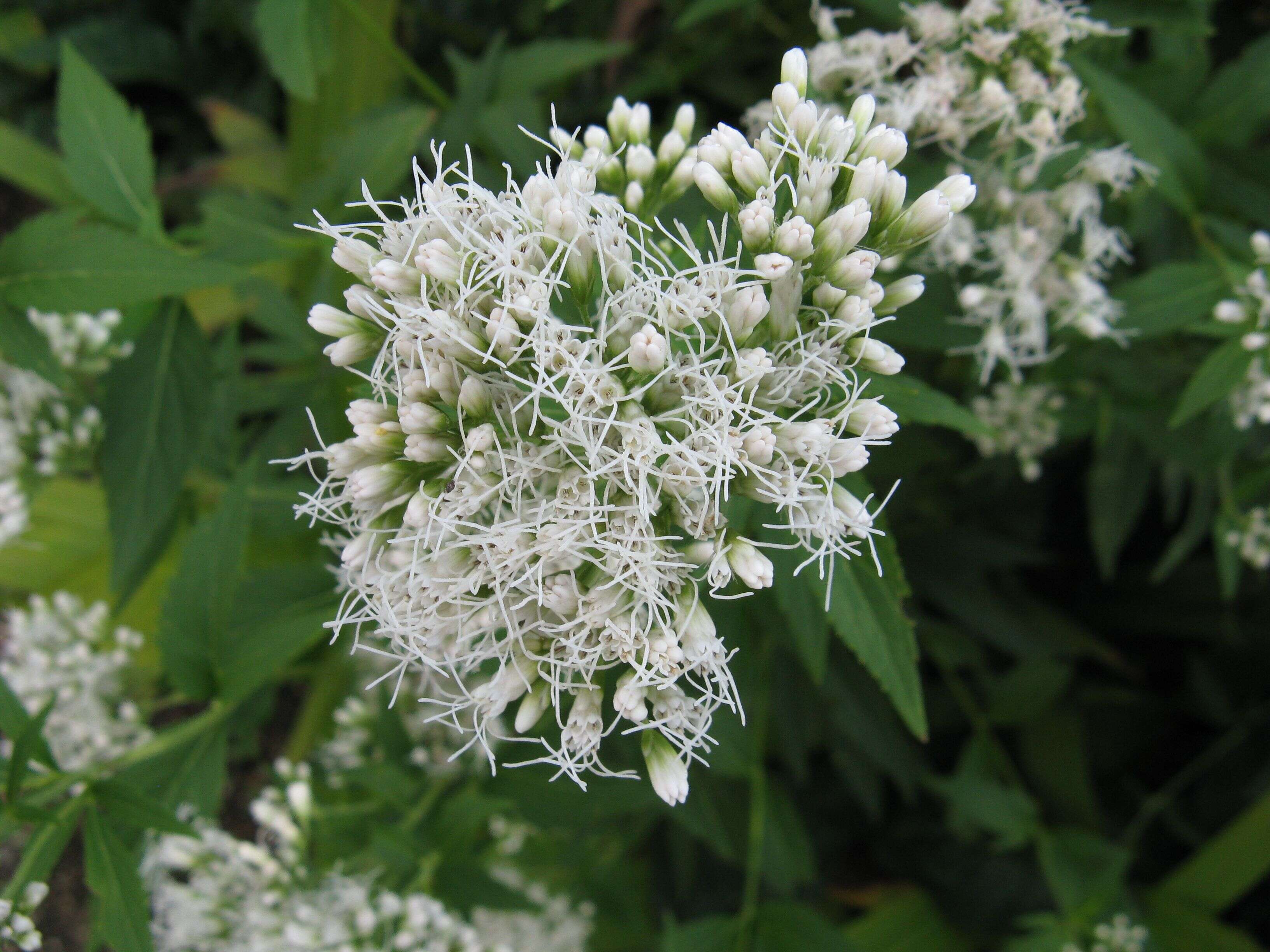 Image of Eupatorium japonicum Thunb.