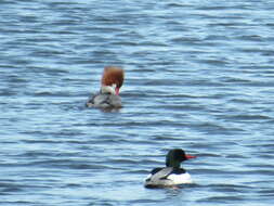 Mergus merganser americanus Cassin 1852的圖片