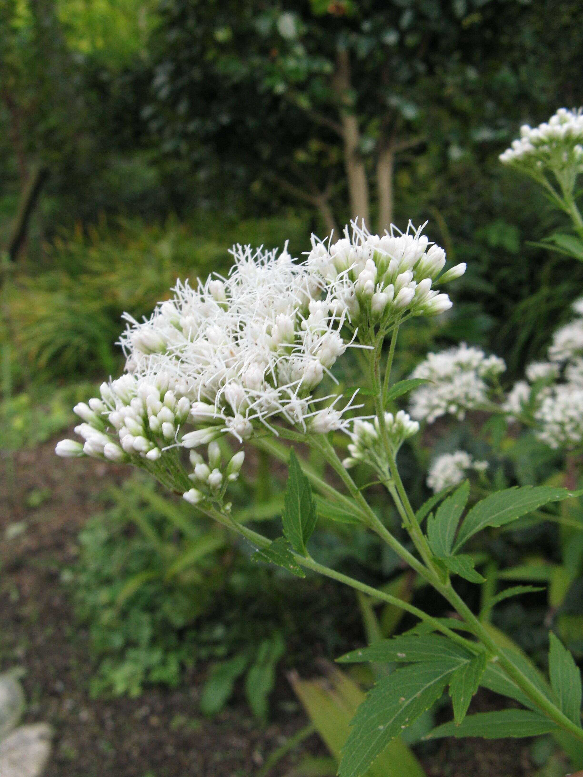 Image of Eupatorium japonicum Thunb.