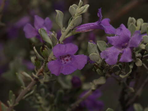 Image of Leucophyllum laevigatum var. griseum (I. M. Johnston) J. Henrickson