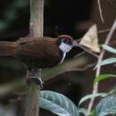 Image of Bicolored Antbird