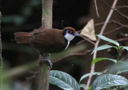 Image of Bicolored Antbird