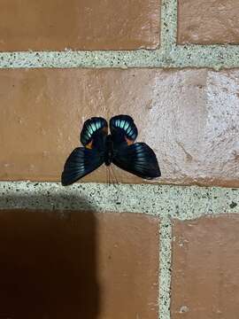 Image of bellona metalmark