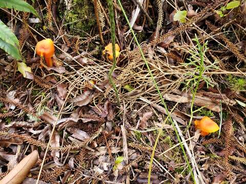 Imagem de Hygrocybe procera (G. Stev.) E. Horak 1971