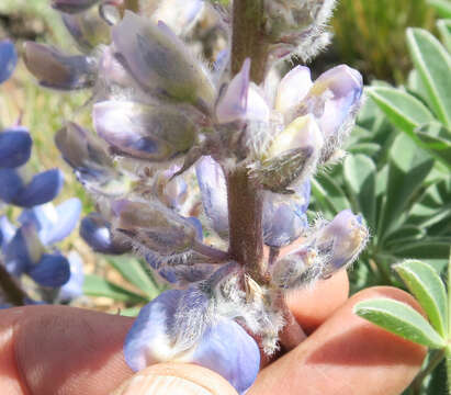 Image de Lupinus aridus subsp. aridus