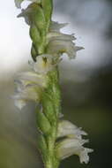 Spiranthes casei var. casei resmi