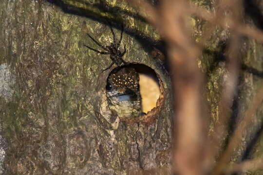 Image of Bar-breasted Piculet