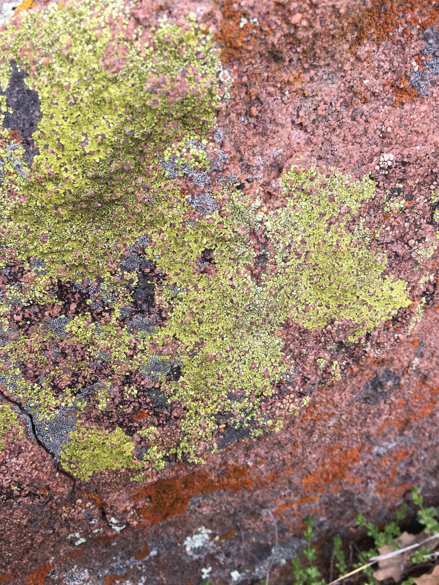 Image of Gold cobblestone lichen