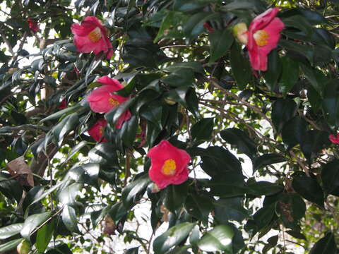 Image of camellia