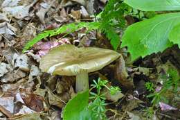 Image de Megacollybia rodmanii R. H. Petersen, K. W. Hughes & Lickey 2008