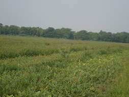 Image of Oriental Skylark