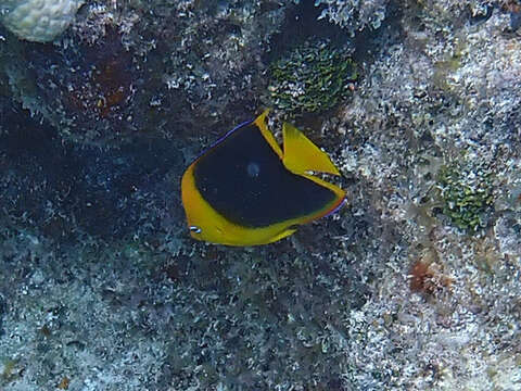 صورة Holacanthus tricolor (Bloch 1795)