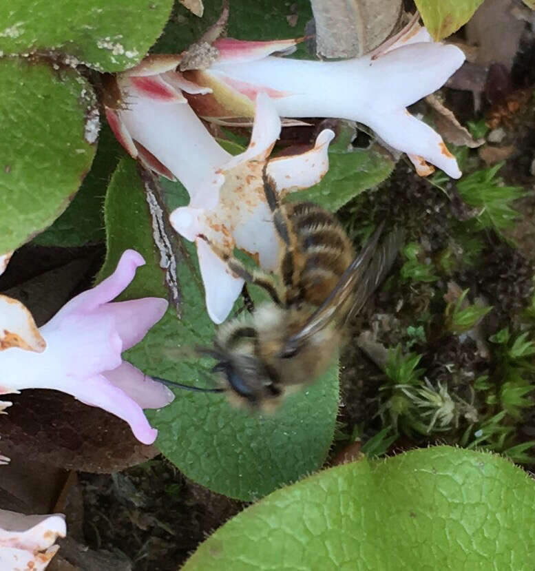 Image of Hornfaced Bee